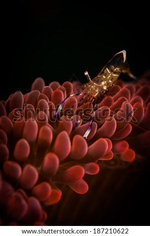 (Periclemenes tosaensis) Commensal Shrimp relaxes on a pink anemone, Nudi Retreat 2 dive site, Lembeh Straits, North Sulawesi, Indonesia