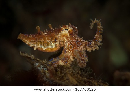 The deadly  blue-ringed octopus  (Hapalochlaena lunulate) on the Critter Hunt dive site, Lembeh Straits, North Sulawesi, Indonesia