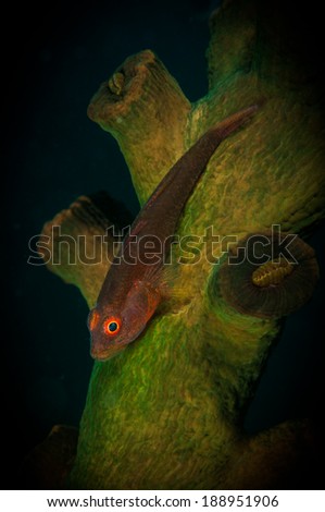 A goby\'s eye stands out against the darkness on the Batu Sandar 3 dive site, Lembeh Straits, Indonesia
