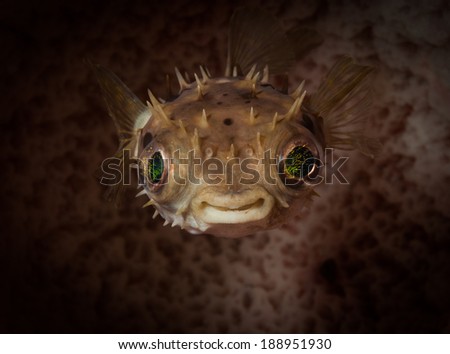 A cute Burrfish swims up from the reef, California Dreamin\' dive site, Lembeh Straits, North Sulawesi, Indonesia