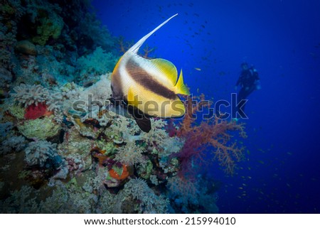Diver watches Red Sea Bannerfish on the Soraya dive site, Red Sea, Egypt
