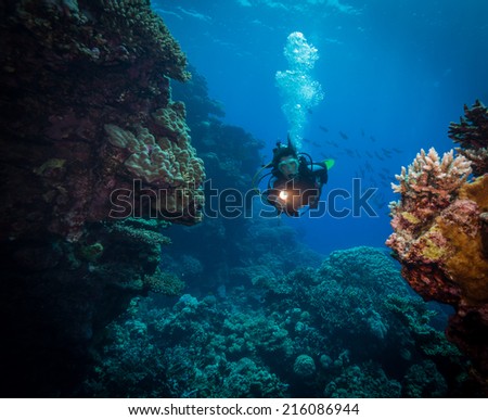 Diver explores the Malahi dive site, Fury Shoals, Red Sea, Egypt