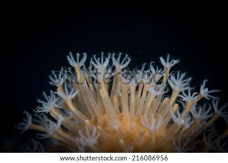 Coral polyps feed, Abu Galaya dive site, Fury Shoals, Red Sea, Egypt