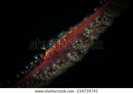 A whip-coral goby (Bryaninops yongei) hides on a Sea Pen (Pennatulacea) on the Angel\'s Window dive site, Lembeh Straits, North Sulawesi, Indonesia