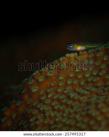 Peppermint goby (Coryphopterus lipernes) on star coral, Cliff dive site, Bonaire, Netherlands Antilles