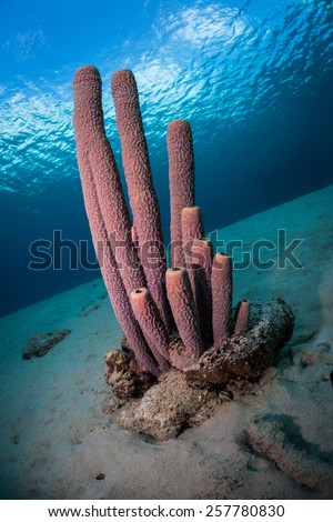Tube sponges (Kallypilidion sp.) on the Bari Reef, Bonaire, Netherlands Antilles