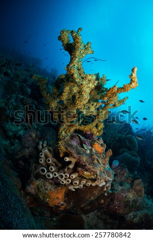 Corals on Bari Reef, Bonaire, Netherlands Antilles