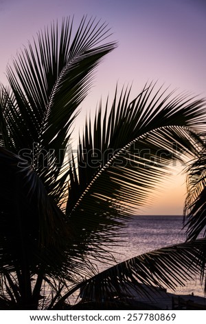 Palm trees at dusk, Bonaire, Netherlands Antilles