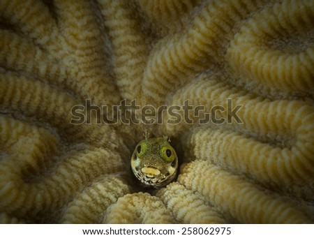 Secretary Blenny (Acanthemblemaria maria) peers out of brain coral home, Corporal Meiss dive site, Bonaire, Netherlands Antilles