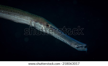 Trumpetfish (Aulostomus maculatus), Bari Reef dive site, Bonaire, Netherlands Antilles
