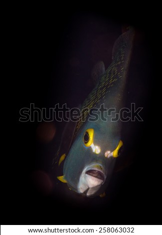 Face of a French Angelfish (Pomacanthus paru) on the Coporal Meiss dive site, Bonaire, Netherlands Antilles