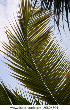 Palm tree fronds, Bonaire, Netherlands Antilles