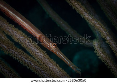 Trumpetfish (Aulostomus maculatus), Corporal Meiss dive site, Bonaire, Netherlands Antilles