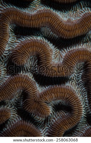 Patterns in Brain Coral, Bachelor\'s Beach dive site, Bonaire, Netherlands Antilles
