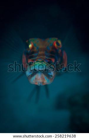 Mouth of a Blue spotted Cornetfish, Windsock dive site, Bonaire, Netherlands Antilles