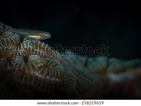 Peppermint goby  (Coryphopterus lipernes)  sits on coral , Windsock dive site, Bonaire, Netherlands Antilles