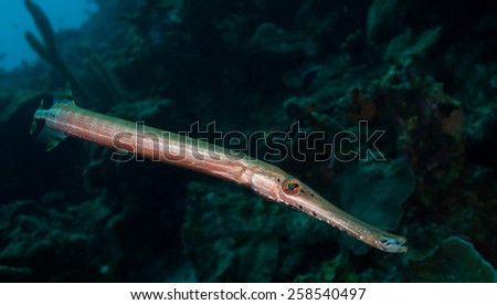 Trumpetfish (Aulostomus maculatus) patrols the Weber\'s Joy dive site, Bonaire, Netherlands Antilles
