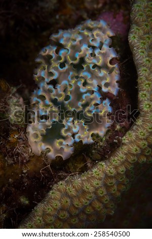 Lettuce sea slug (Tridachia crispata), Corporal Meiss dive site, Bonaire, Netherlands Antilles