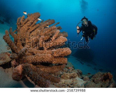 Woman diver examines tube sponge on the Front Porch dive site, Bonaire, Netherlands Antilles