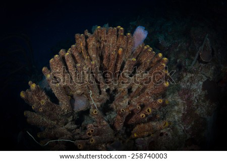 Azure vase sponge amidst tube sponges, Bari Reef, Bonaire, Netherlands Antilles