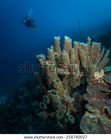 Woman diver explores tube sponges on reef in Bonaire, Netherlands Antilles