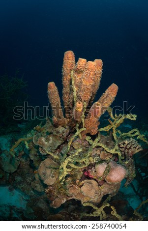 Tube sponge (Kallypilidion sp), Oil Slick dive site, Bonaire, Netherlands Antilles