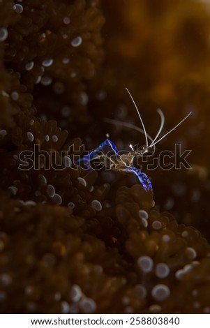 Pedersen Cleaner Shrimp (Periclimenes pedersoni) skips on the corals, Sweet Dreams dive site, Bonaire, Netherlands Antilles
