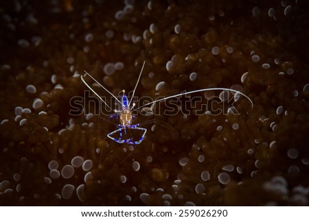 Pedersen Cleaner Shrimp (Periclimenes pedersoni) lounges on the corals, Sweet Dreams dive site, Bonaire, Netherlands Antilles