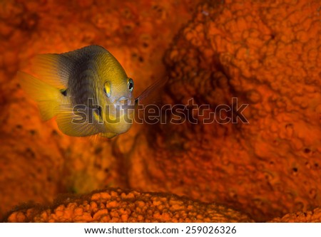 Damselfish (Pomacentridae) poses for the camera against Elephant Ear Sponge, Joanne\'s Kiss dive site, Bonaire Netherlands Antilles