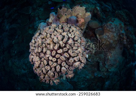 Cup corals (Balanophyllia bairdiana) on the Playa Franz dive site, Bonaire, Netherlands Antilles