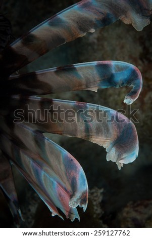 Shades of colour in fin of a common lionfish (Pterois volitans), Slagbaai dive site, Bonaire, Netherlands Antilles