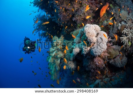 Woman diver explores corals on the wall at Ruqia Island, Red Sea, Egypt