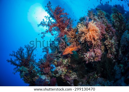 A grouper watches warily on the reef, St John\'s, Red Sea, Egypt