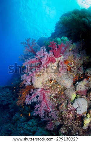 Soft corals on the reef at Gota Soraya dive site, St John's, Red Sea, Egypt