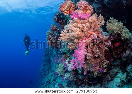 Woman diver enjoys the colors of the reef, St John\'s, Red Sea, Egypt