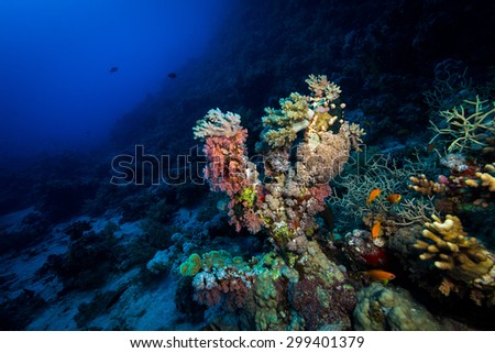 Soft corals at depth at Fury Shoals in the Red Sea, Egypt