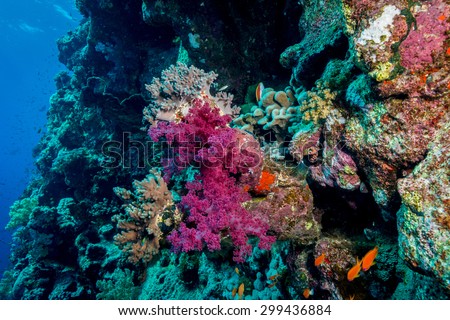 Colors of the reef at depth at Fury Shoals Reef, Red Sea, Egypt
