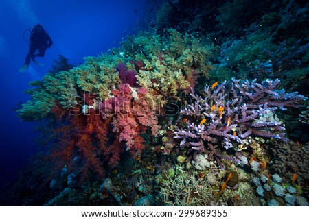 Colors of the reef at depth at Fury Shoals Reef, Red Sea, Egypt