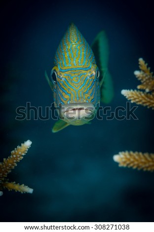A Blue-Stripped Grunt: (Haemulon sciurus) poses for the camera, Buddy\'s Reef dive site, Bonaire, Netherlands Antilles