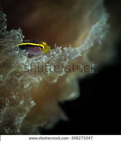 Yellownose Goby (Gobiosoma randalli) sits on vase sponge, Buddy\'s Reef dive site, Bonaire, Netherlands Antilles