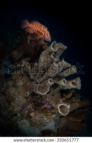 Grouper on tube sponges, Bonaire, Netherlands Antilles