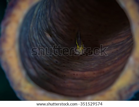 Yellowprow Goby -(Gobiosoma xanthipora) hides in a tube sponge, Bonaire, Netherlands Antilles