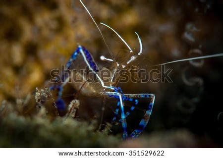 Pedersen Cleaner Shrimp  (Periclimenes pedersoni), Front Porch dive site, Bonaire, Netherlands Antilles