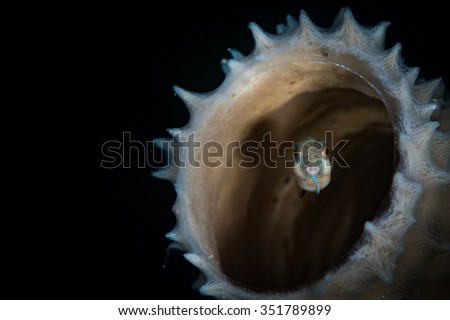 Sharpnose puffer (Canthigaster rostrata) Hides in a sponge, Bari Reef dive site, Bonaire, Netherlands Antilles
