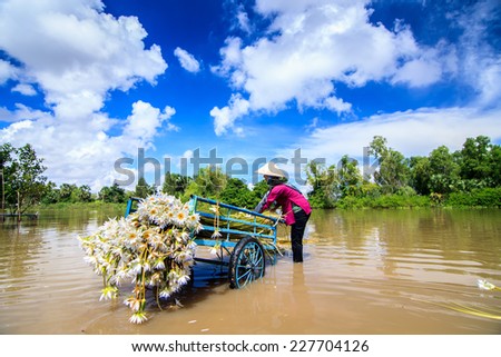 An Giang - 25 Oct 2014: The lady is preparing to transport the flower to the market