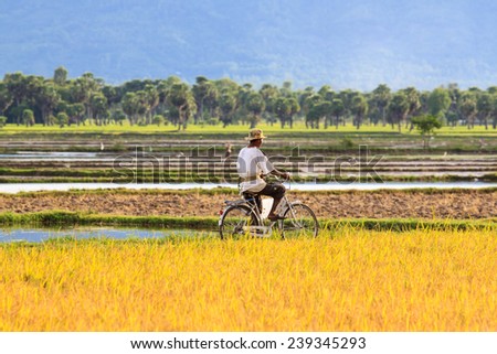 An Giang, VIETNAM - OCT 25 2014: A man is riding bicycle in the rice field in An Giang, Vietnam. An Giang occupies a position in the upper reaches of the Mekong Delta.