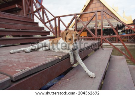 dog sit and sleep, thailand dog