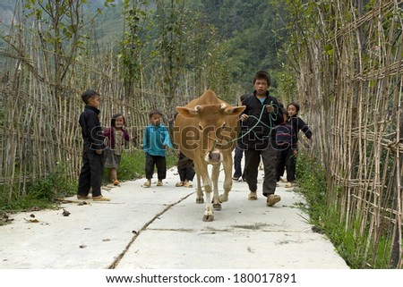 HA GIANG, VIETNAM - OCT 10, 2009: Unidentified Hmong boy leading a cow on the way back home from the field.