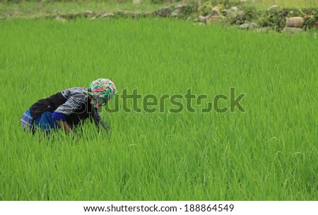 Unidentified Hmong woman cleaning grass on paddy field at the beginning of the season. Agriculture is one of the most important industry of Vietnam.