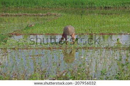 Vietnamese farmer planting on rice paddy field at the beginning of a new season.
